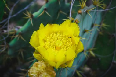 Bogor Botanik Bahçesindeki Kaktüs