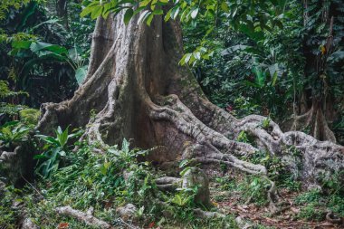Buttress Bogor Botanik Bahçesinde Kökleniyor