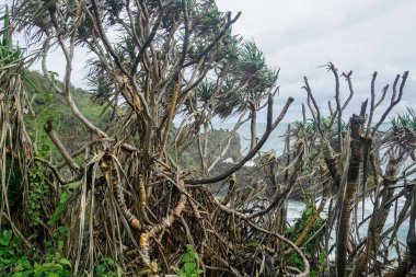 Endonezya 'nın Java adasının güneyindeki Hint Okyanusu kıyısı