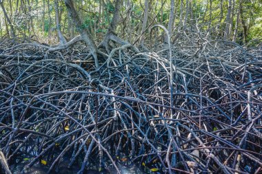 Baluran Parkı 'ndaki Mangrove ağaçları