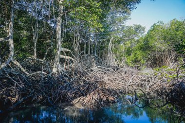 Baluran Parkı 'ndaki Mangrove ağaçları
