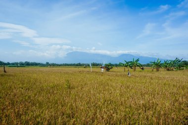 Endonezya 'daki volkanların arka planında güzel sarı pirinç tarlası