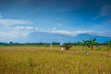Endonezya 'daki volkanların arka planında güzel sarı pirinç tarlası