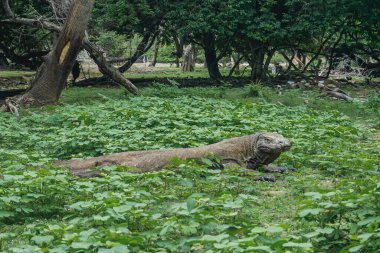 Endonezya 'nın Rinca Adası' ndaki Komodo Ulusal Parkı 'nda Komodo ejderhası.