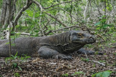 Endonezya 'nın Rinca Adası' ndaki Komodo Ulusal Parkı 'nda Komodo ejderhası.