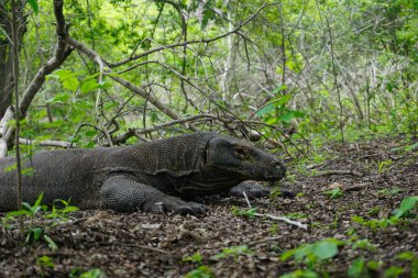 Endonezya 'nın Rinca Adası' ndaki Komodo Ulusal Parkı 'nda Komodo ejderhası.