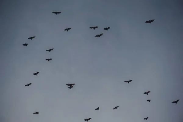 Troupeau Renards Volants Volant Une Île Autre — Photo