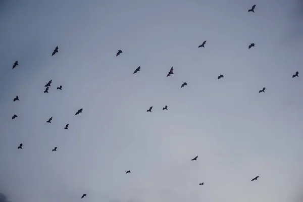 A flock of flying foxes flying from one island to another