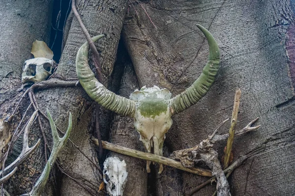 Skulls of horned animals in Komodo Park on Rinca Island in Indonesia