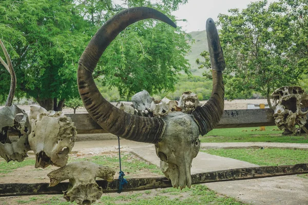 Skulls of horned animals in Komodo Park on Rinca Island in Indonesia