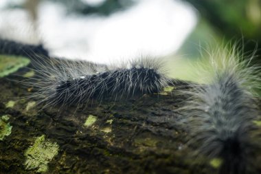 Ağacın tepesindeki kıllı tırtıllar.