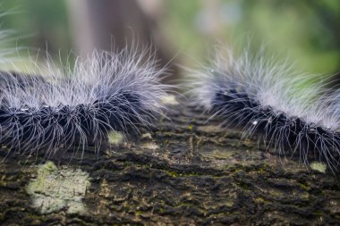 Ağacın tepesindeki kıllı tırtıllar.