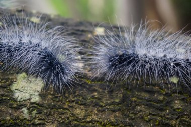 Ağacın tepesindeki kıllı tırtıllar.