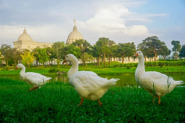 Gansos Blancos Museo Chimei — Foto de Stock