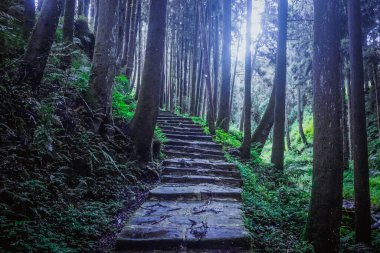 Alishan Doğal Parkı 'ndaki mistik orman