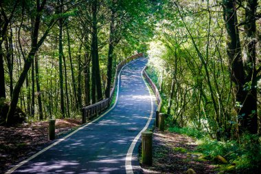 Alishan Doğal Parkı 'nda yürüyüş yolu