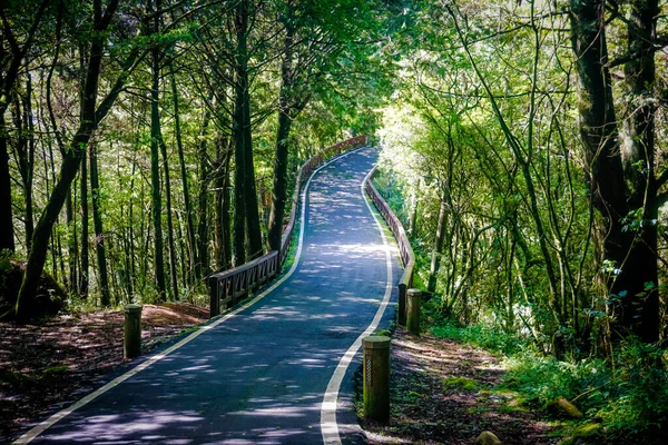 Alishan Doğal Parkı 'nda yürüyüş yolu