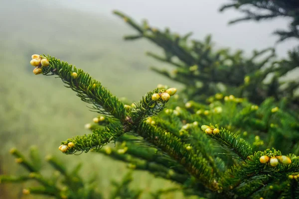 Ветви Небольших Елок Вершине Горы — стоковое фото
