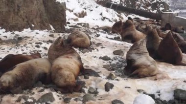 Kamçatka 'daki Steller deniz aslanı çiftliği.