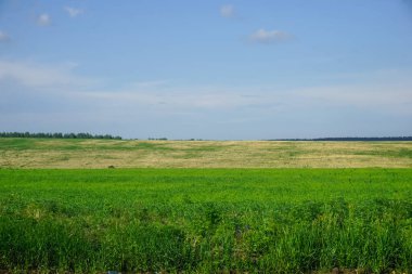The road in Siberia at the beginning of summer