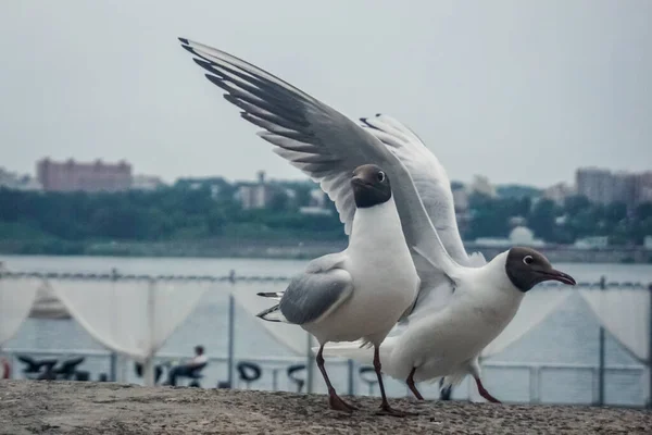 Funny Seagulls Embankment Irkutsk Siberia — Zdjęcie stockowe