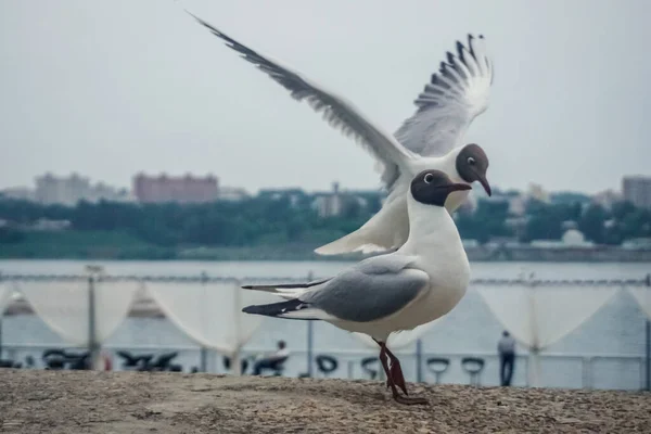 Funny Seagulls Embankment Irkutsk Siberia — Stock Photo, Image