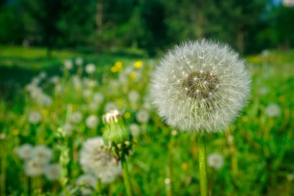 Beautiful Blooming Dandelion Field — Photo