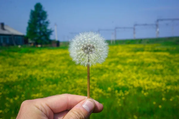 Beautiful Blooming Dandelion Field — Fotografia de Stock