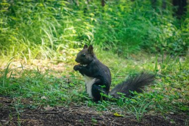 Ormandaki bir sincap fındık yer.