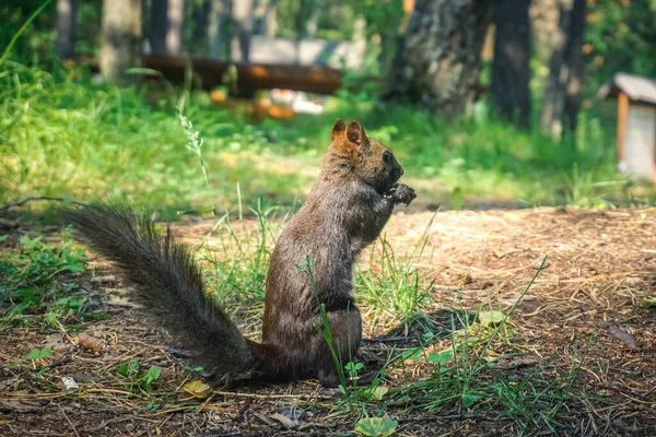 Wiewiórka Lesie Orzechy — Zdjęcie stockowe