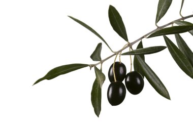 Konfit Siyah Zeytin