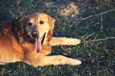 Açık, altın bir köpek portresi