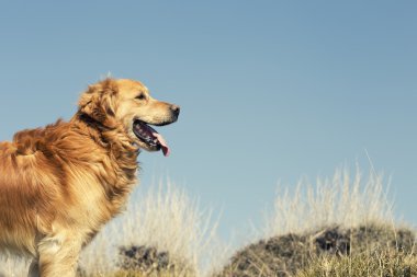 Açık, altın bir köpek portresi