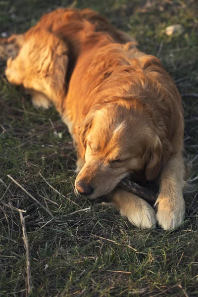 Portrait of a dog in outdoor, golden — Stock Photo, Image