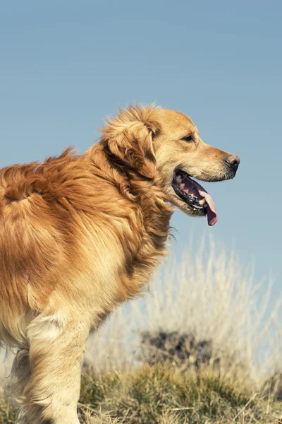 Портрет собаки на открытом воздухе, золотой — стоковое фото