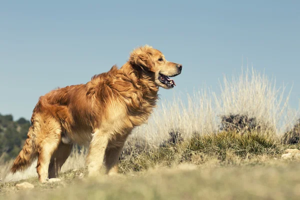 Портрет собаки на открытом воздухе, золотой — стоковое фото