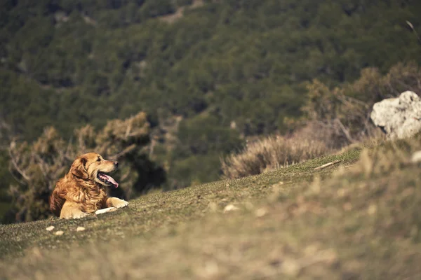 Retrato de un perro en exterior, dorado — Foto de Stock