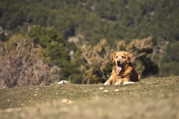 Portrait of a dog in outdoor, golden — Stock Photo, Image