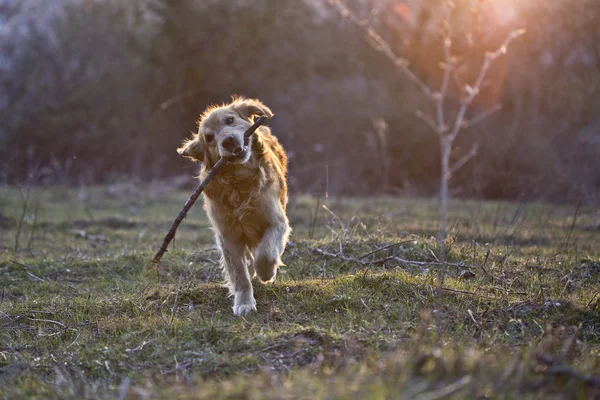 Retrato de un perro en exterior, dorado — Foto de Stock