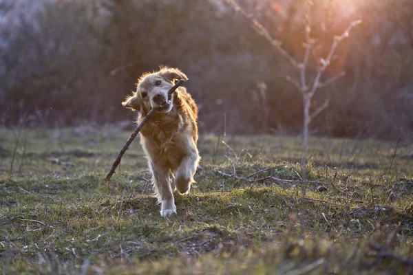 Portrait of a dog in outdoor, golden — Stock Photo, Image