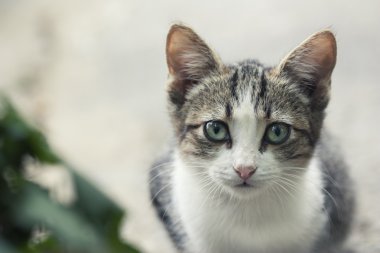 küçük kedi portre