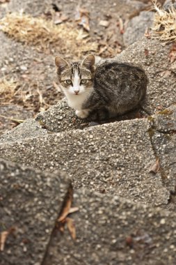 küçük kedi portre