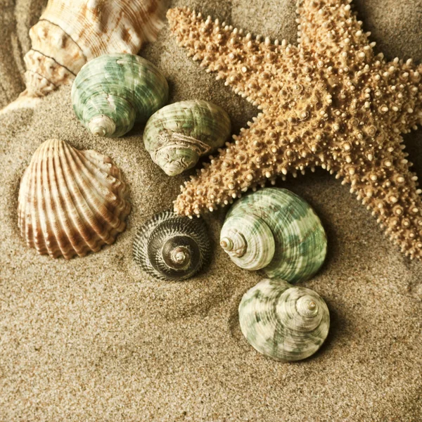 Пляжний пісок, мушля і морська зірка — стокове фото