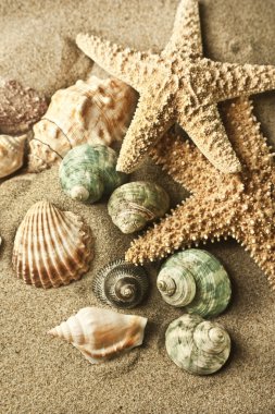 kum deniz yıldızı