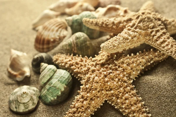 Homok tengeri csillag — Stock Fotó