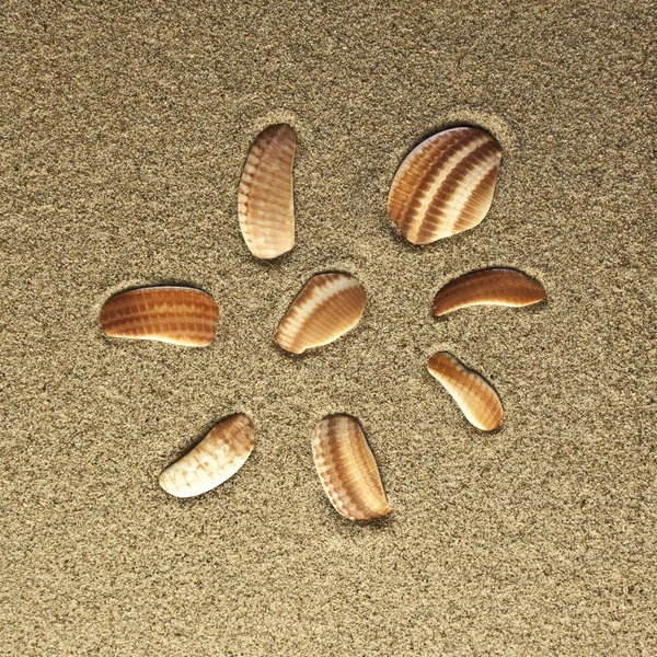 Kum sekiz kabukları — Stok fotoğraf