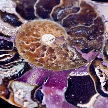 soyu tükenmiş deniz omurgasız, Ammonit