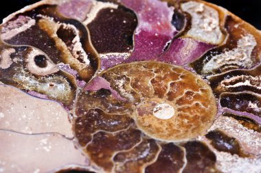 soyu tükenmiş deniz omurgasız, Ammonit