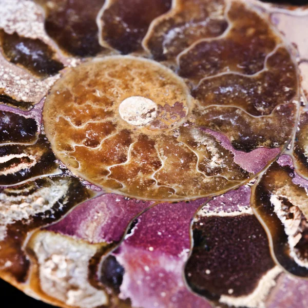 Ausgestorbene Meereswirbellose, Ammoniten — Stockfoto