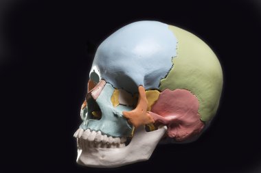 Model of a human skull clipart